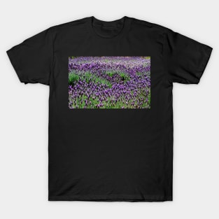 Lavender floral Display T-Shirt